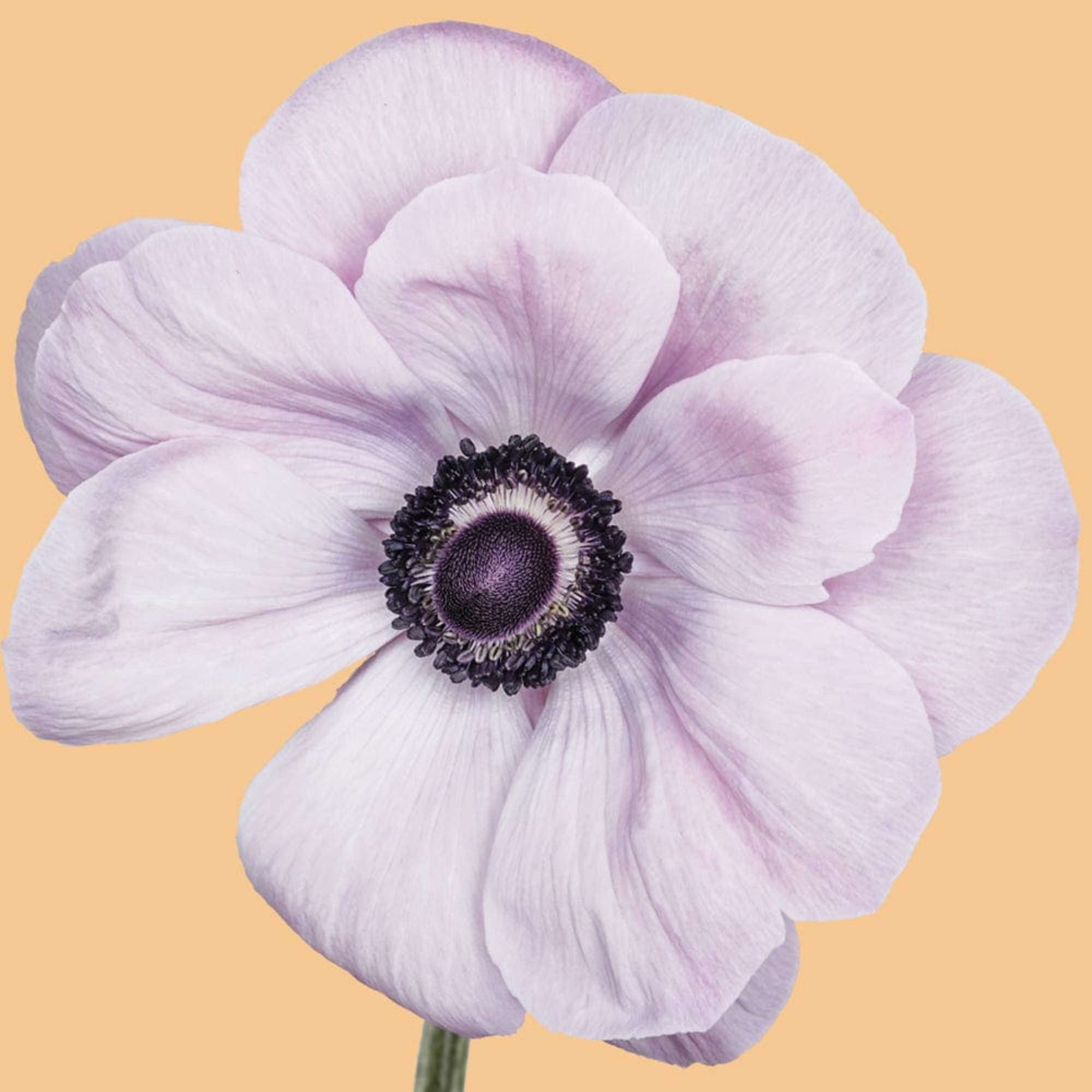 Anemone 'Mistral® Rarity'